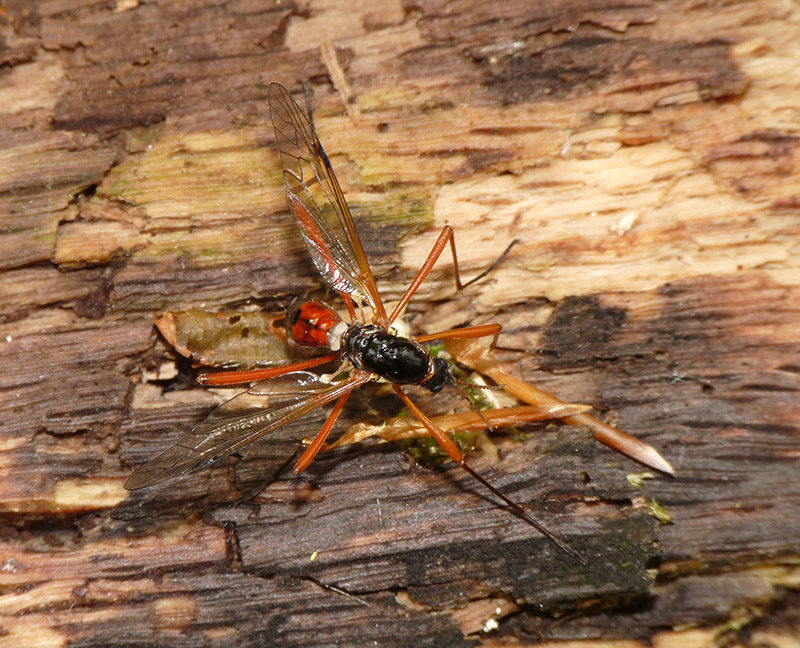 Tipulidae: Tanyptera (Tanyptera) atrata, femmina